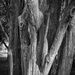 Trunks of crepe myrtle trees by eudora