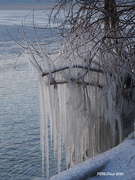9th Feb 2020 - Nature's Ice Sculpture 1