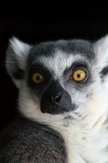 30th Jan 2020 - Lemur