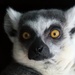 Lemur by randy23