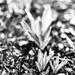 Bluebells coming up by cristinaledesma33