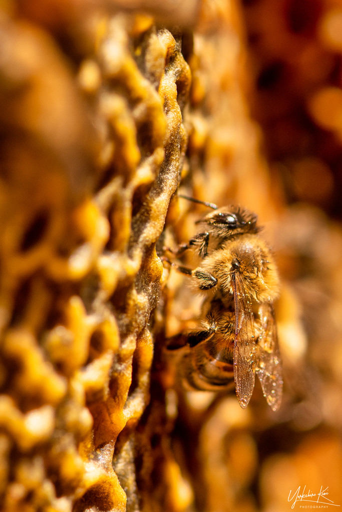 Bee on the honeycomb by yorkshirekiwi