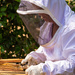 Beekeeper at work by yorkshirekiwi