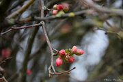 8th Feb 2020 - signs of spring