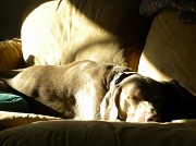 9th Jan 2011 - Letting a Sleeping Dog Lie