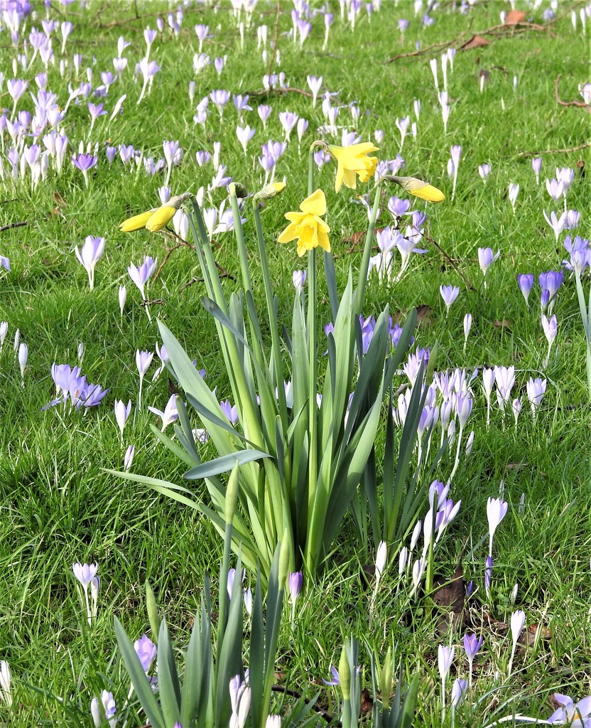 Daffodils and Crocuses by oldjosh
