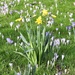 Daffodils and Crocuses by oldjosh