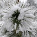 Snow flower by brennieb