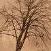 tree in the storm by marijbar