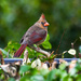 Female cardinal by danette