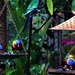 Soggy Lorikeets & Soggy Sunflower Seeds ~   by happysnaps