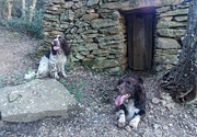 10th Feb 2020 - Two springers