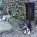 Two springers by laroque