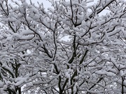 10th Feb 2020 - It snowed today!