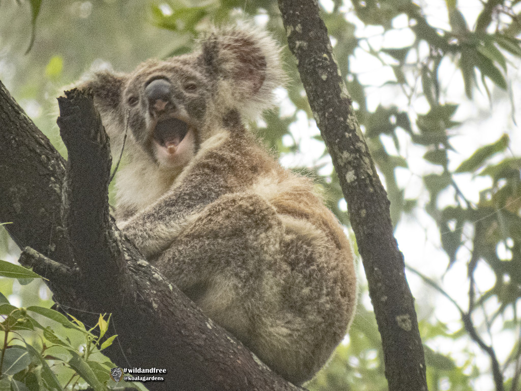 so very hard to stay awake by koalagardens