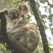 so very hard to stay awake by koalagardens