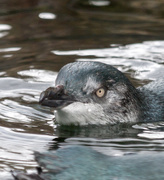 21st Sep 2019 - Blue penguin at Auckland Zoo