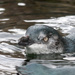 Blue penguin at Auckland Zoo by creative_shots