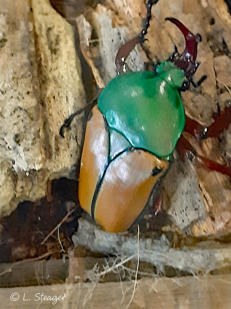 Large Beetle by larrysphotos
