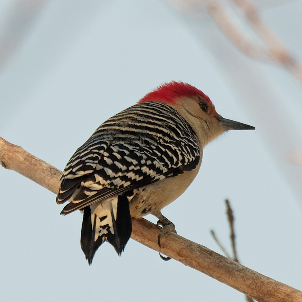 red bellied woodpecker by rminer
