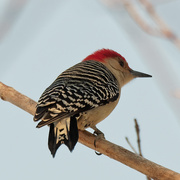 10th Feb 2020 - red bellied woodpecker