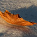 oak leaf by rminer