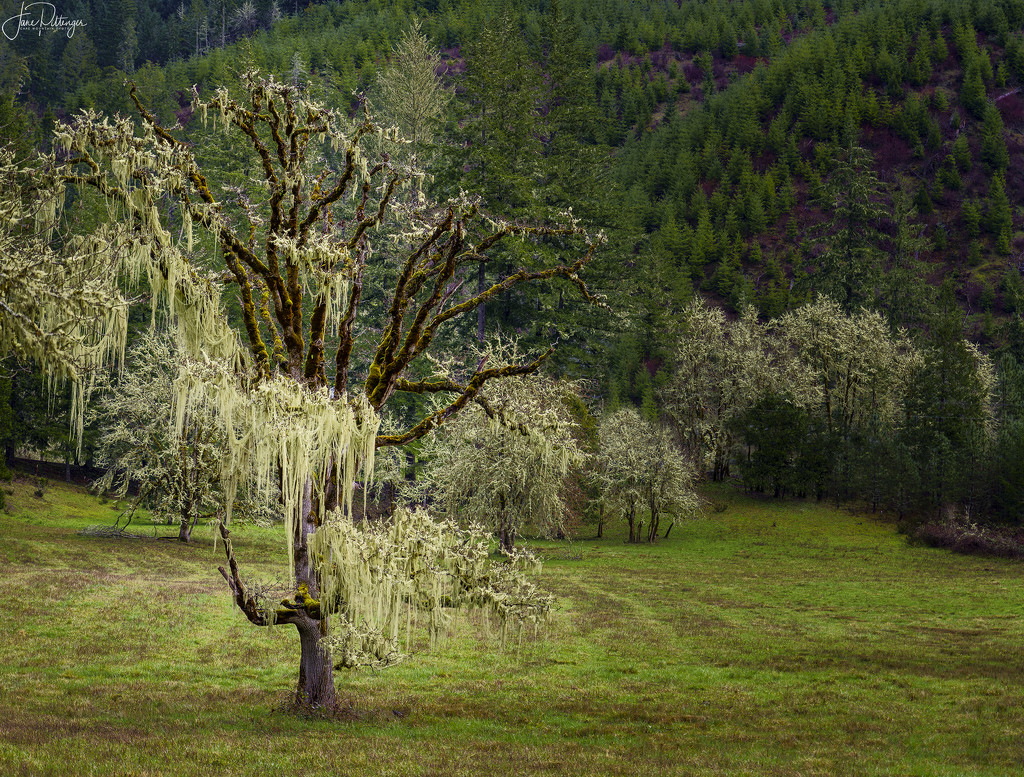 Oak with Moss Tinsel by jgpittenger