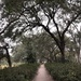 Path through the park by congaree