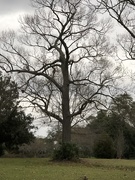 11th Feb 2020 - Winter oak tree