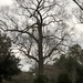 Winter oak tree by congaree
