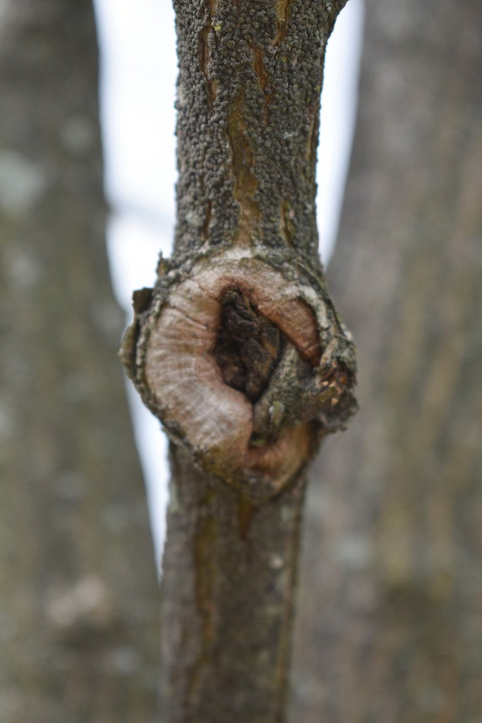 Tree knot by homeschoolmom