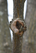 10th Feb 2020 - Tree knot
