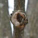 Tree knot by homeschoolmom