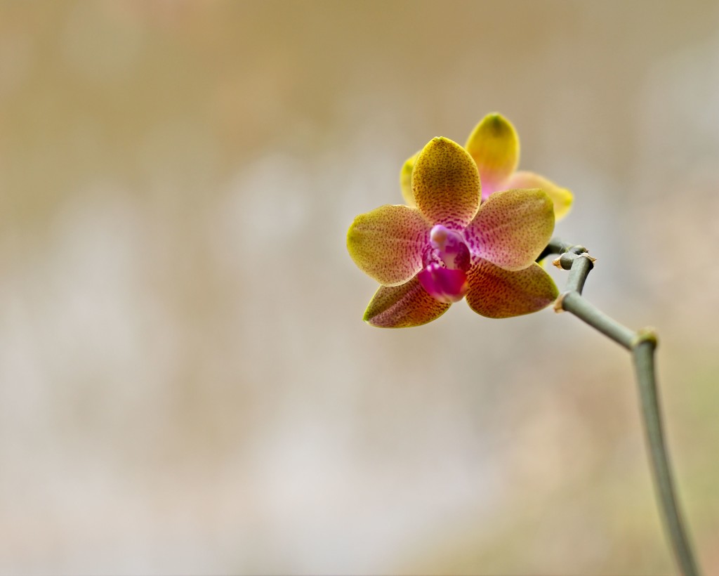 LHG_0291tiny Orchid by rontu