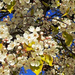 February Blossoms by joysfocus