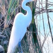 The Graceful Egret by joysfocus