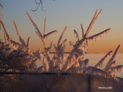 20th Jan 2020 - Sun-lit Ice Sculptures 2