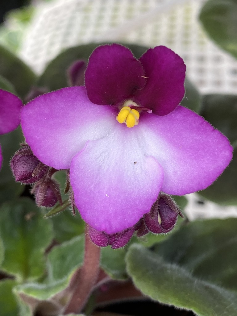 African Violet by clay88
