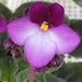 African Violet by clay88
