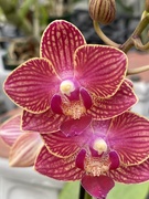 3rd Feb 2020 - Orchids 