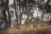 11th Feb 2020 - Kangaroo caucus