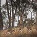Kangaroo caucus by pusspup