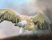11th Feb 2020 - Cape Vulture 