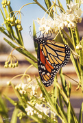 11th Feb 2020 - Monarch Butterfly