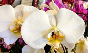 9th Feb 2020 - White Orchid
