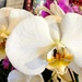 White Orchid by harbie
