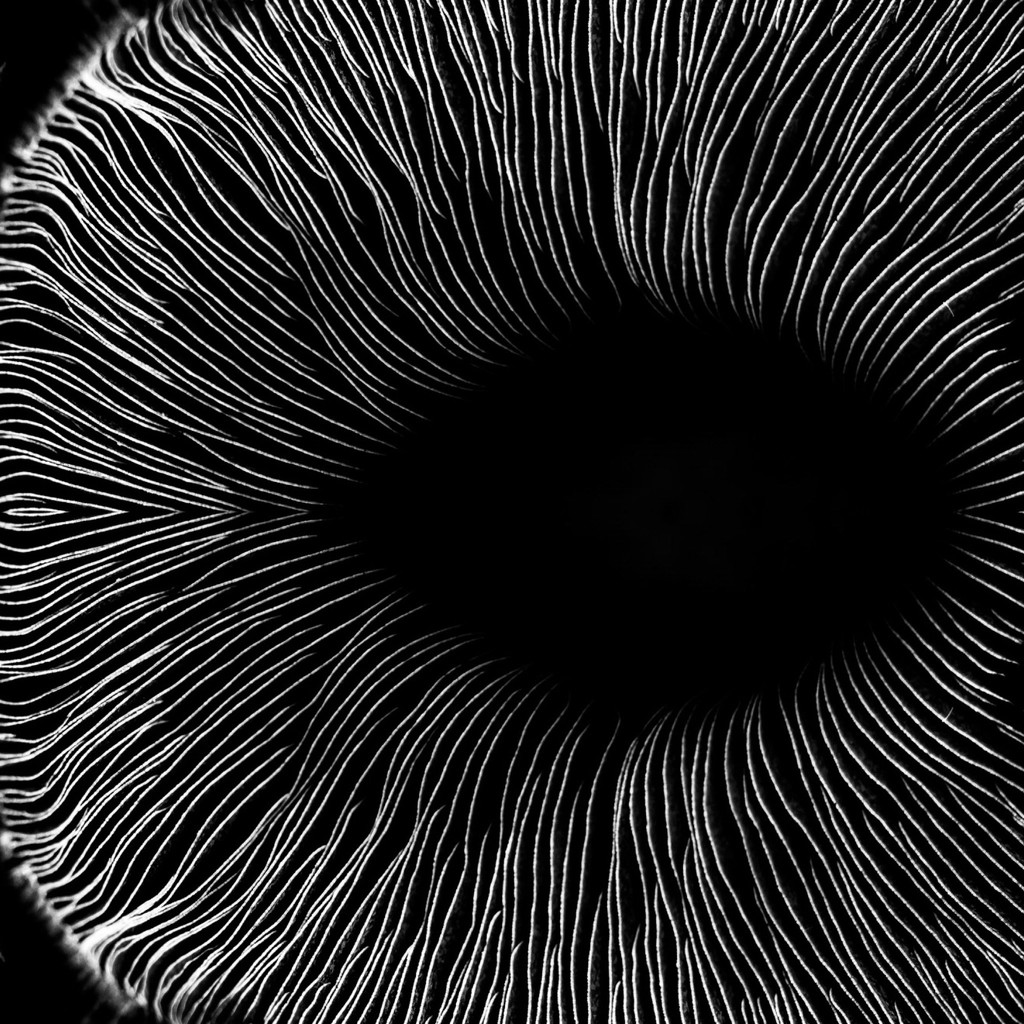 mushroom eye by judithmullineux