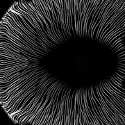 10th Feb 2020 - mushroom eye