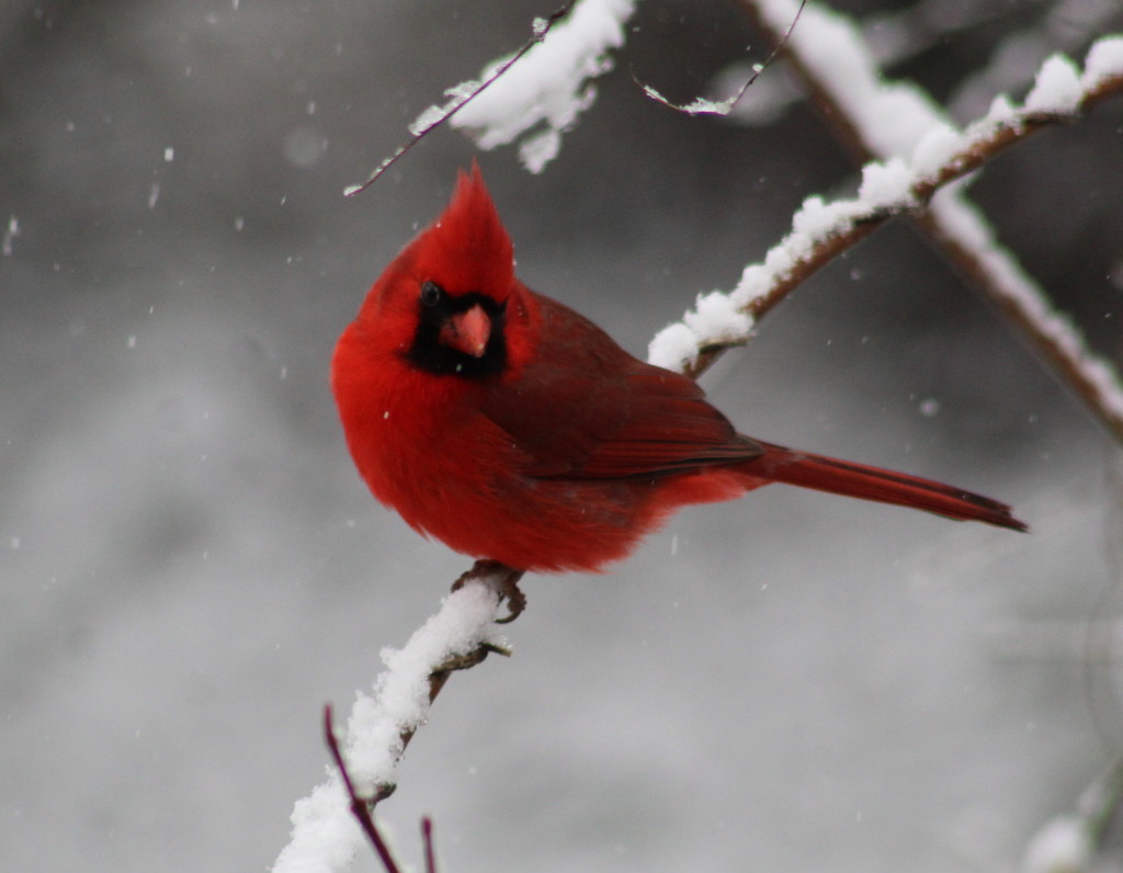 Red In The Snow by cjwhite
