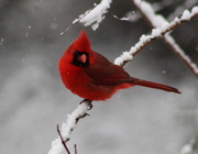 7th Feb 2020 - Red In The Snow